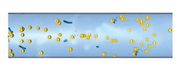 Biofilm maturation